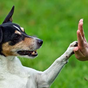 animal communication